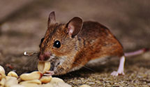 24 Hour & Emergency Exterminators in E Lansdowne, PA